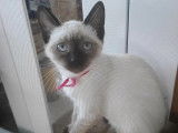 À adopter : chat Siamois beige d’un an