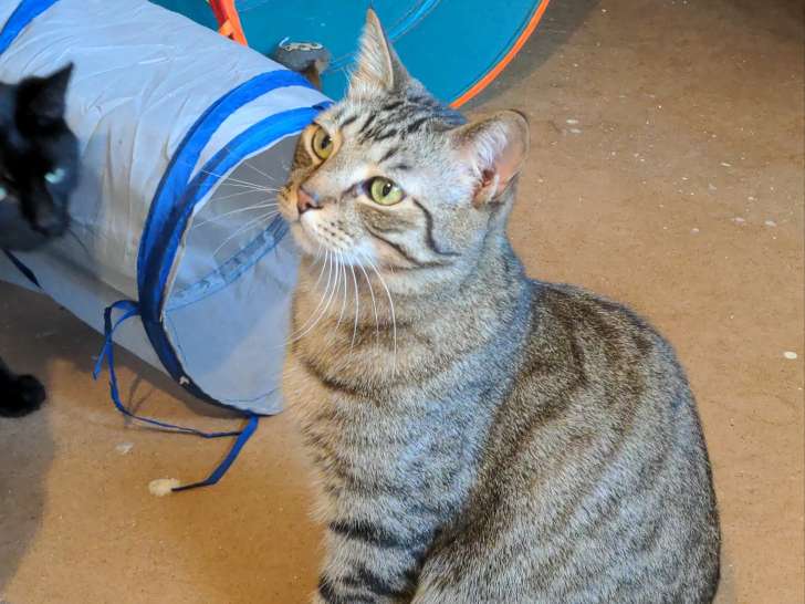 À adopter : chat tigré gris de 3 ans