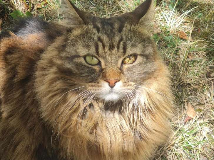 Prêt pour l’adoption : chat Sibérien tigré blanc de 3 ans