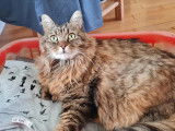 Prêt pour l’adoption : chat Sibérien tigré blanc de 3 ans