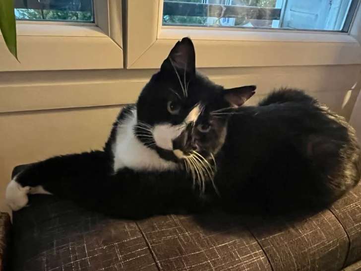 Disponible à l’adoption : chat noir et blanc de 4 ans