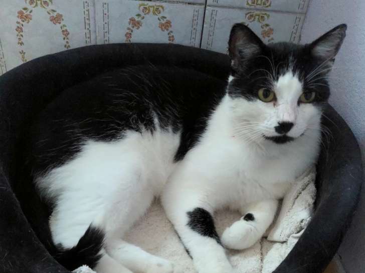 À la recherche d’une famille : chat noir et blanc de 5 ans