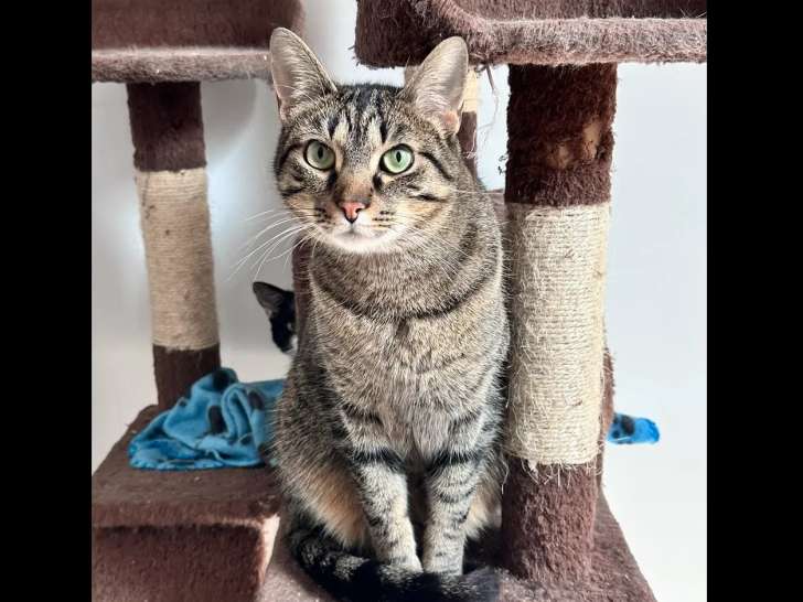 À adopter : chat tigré de 2 ans