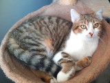 À adopter : chat tigré blanc de 2 ans