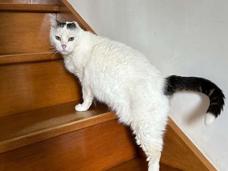 Disponible à l’adoption : chatte tigrée blanche de 6 ans