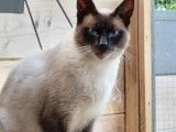À adopter : chat Siamois seal point de 3 ans