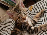 Prêt pour l’adoption : chaton mâle tigré roux de 10 mois