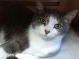 Disponible à l’adoption : chat gris et blanc de 12 ans