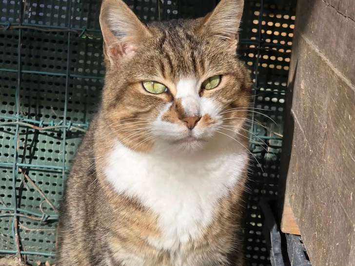 À adopter : chatte tigrée blanche de 7 ans