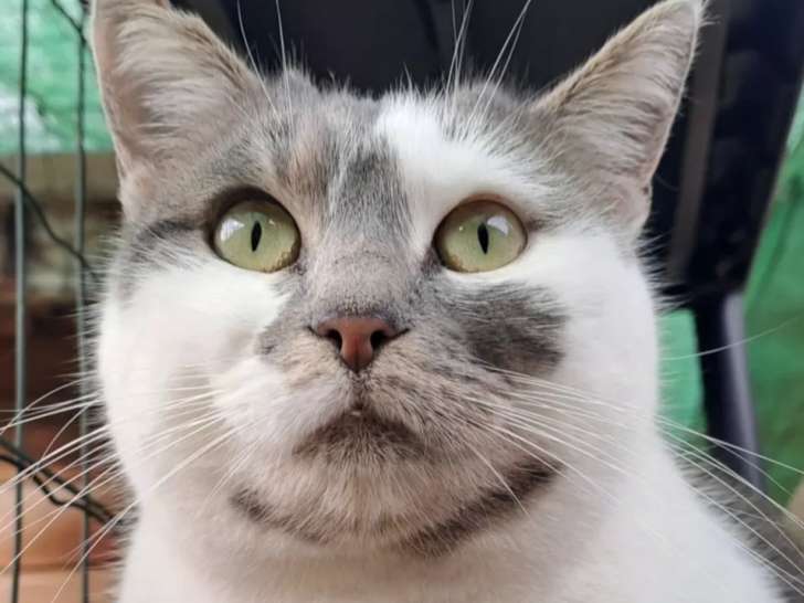 En attente d’un foyer : chatte de 3 ans