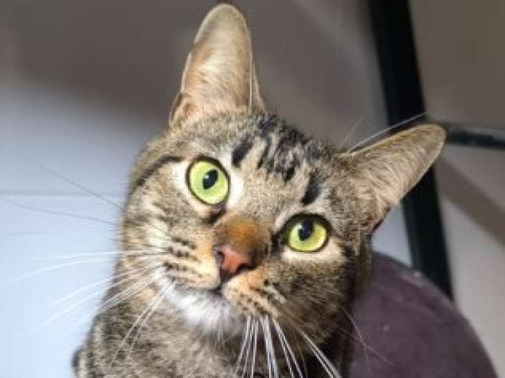 Chat à adopter en association