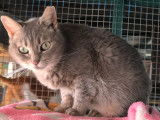 Chatte à adopter en association