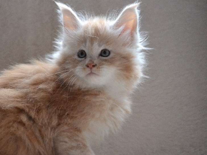 BOOBA - Chaton LOOF Maine Coon mâle à réserver