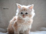 Chaton Maine Coon mâle couleur red/crème LOOF à réserver
