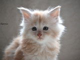 Chaton Maine Coon mâle couleur red/crème LOOF à réserver