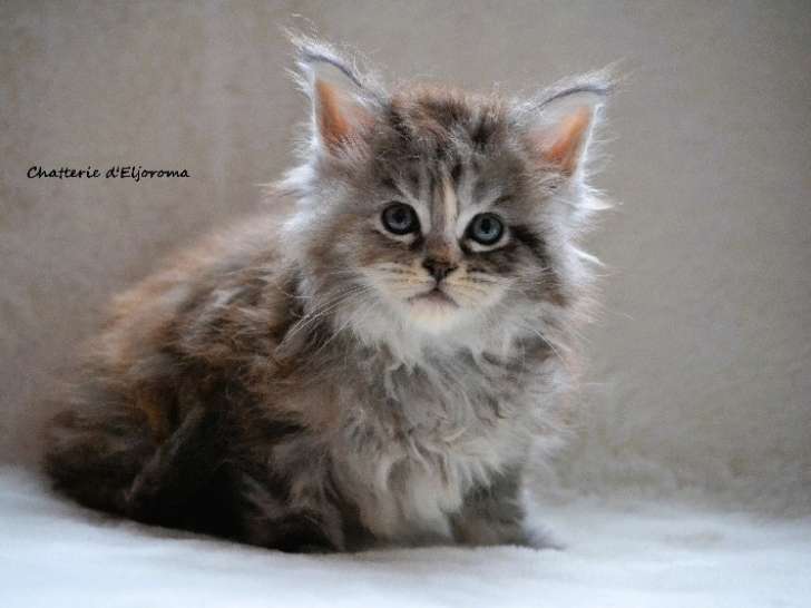 À réserver - 1 femelle Maine Coon LOOF