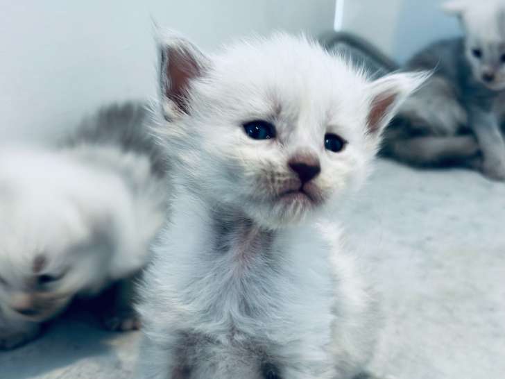 Chaton Maine Coon mâle LOOF à réserver