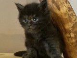 Réservation d’un chaton mâle Maine Coon  LOOF - Barny