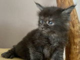 Réservation d’un chaton mâle Maine Coon  LOOF - Barny