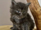 Réservation d’un chaton mâle Maine Coon  LOOF - Barny