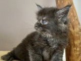 Réservation d’un chaton mâle Maine Coon  LOOF - Barny