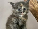 Chatonne Maine Coon black tortie smoke disponible à la réservation