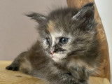 Chatonne Maine Coon black tortie smoke disponible à la réservation