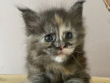 Chatonne Maine Coon black tortie smoke disponible à la réservation