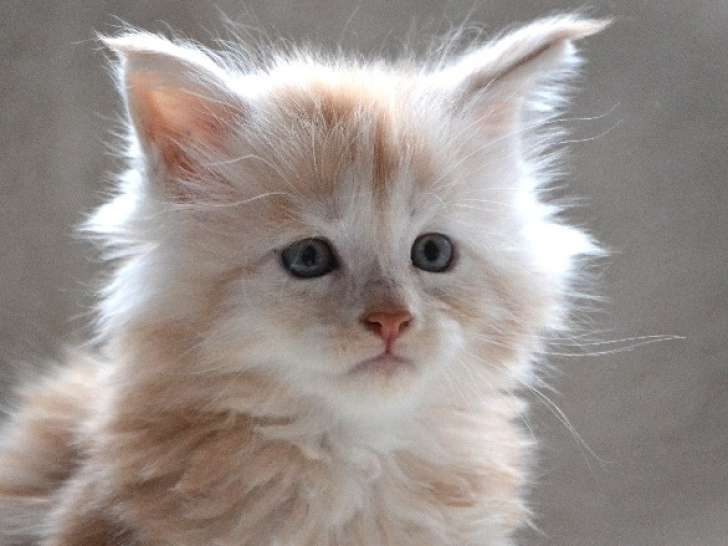 Disponible en réservation - Chaton Maine Coon mâle LOOF