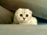 Femelle Scottish Fold disponible pour saillie