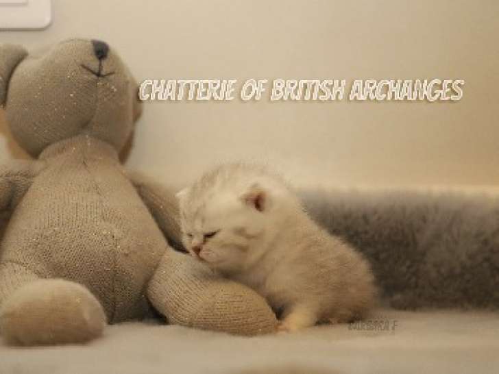 1 mâle Scottish Fold, chaton LOOF disponible en réservation