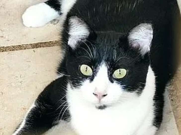 Berlin, chat à adopter en association