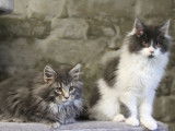 À vendre, 4 magnifiques chatons Maine Coon LOOF de novembre 2025