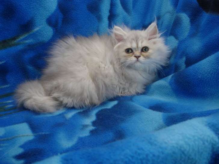 À vendre, une femelle chaton Persan LOOF