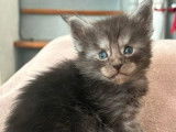 1 chaton femelle Maine Coon black smoke LOOF à réserver