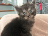 1 chaton femelle Maine Coon black smoke LOOF à réserver