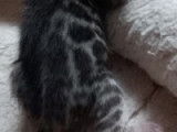 Réservation 1 Mâle Bengal Brown Tabby 2 mois Non LOOF