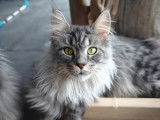 Unique Femelle Maine Coon Silver, LOOF, Réservation