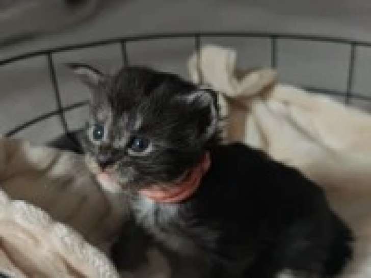 Disponible pour réservation - Maine Coon Femelle Silver, LOOF