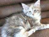 5 chatons Maine Coon LOOF à réserver