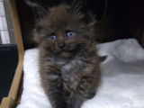 1 femelle Maine Coon black smoke LOOF disponible à la réservation