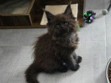 1 femelle Maine Coon black smoke LOOF disponible à la réservation