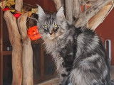 Disponible pour réservation - Maine Coon femelle silver, LOOF