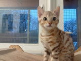 Mise en vente d’une femelle Bengal brown claire, 5 mois, LOOF