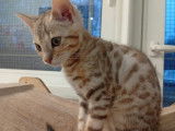 Mise en vente d’une femelle Bengal brown claire, 5 mois, LOOF