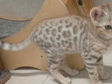Mise en vente d’une femelle Bengal brown claire, 5 mois, LOOF