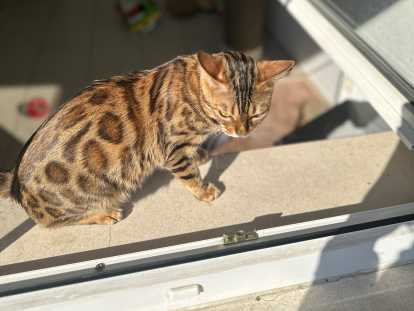 Femelle Bengal adulte à vendre