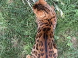 Disponible en réservation - Mâle Bengal Brown Tabby 1 an, LOOF
