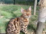 Disponible en réservation - Mâle Bengal Brown Tabby 1 an, LOOF
