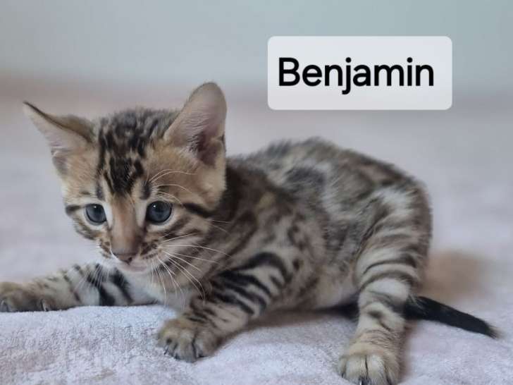 Trois mâles Bengal brown, chatons LOOF, réservation ouverte